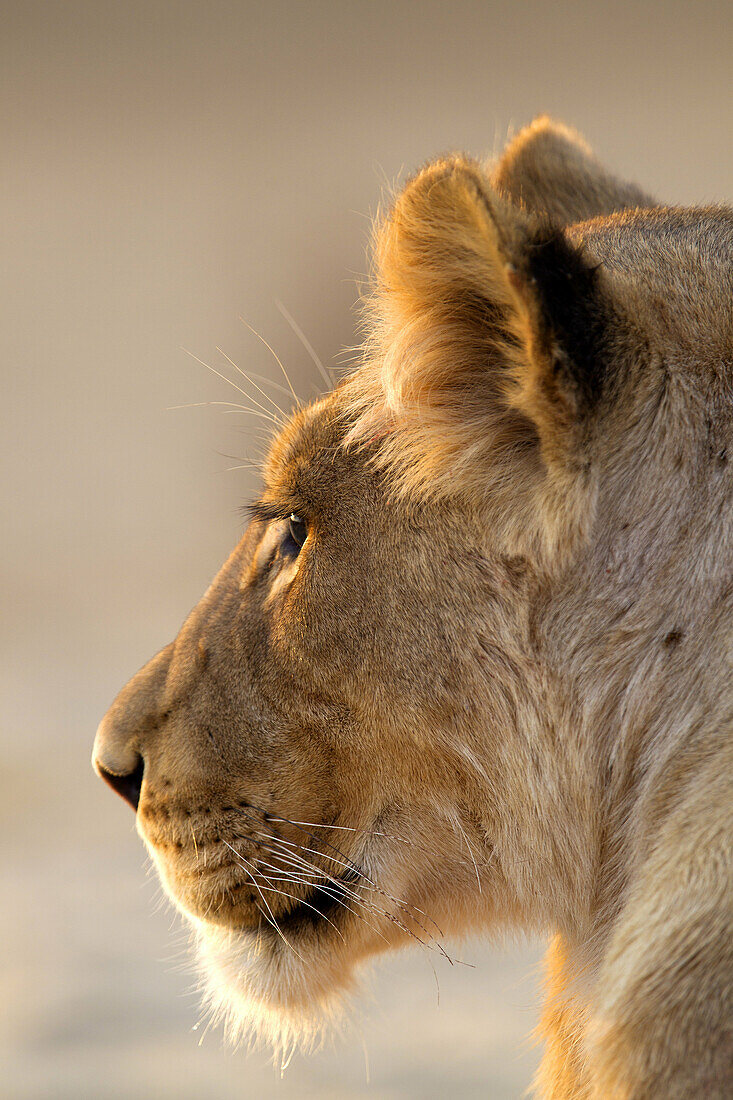 African lion (Panthera leo) - Female, Kgalagadi Transfrontier Park, Kalahari desert, South Africa.