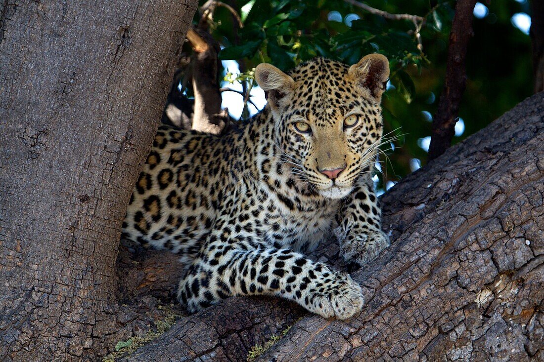 Leopard (Panthera pardus) - Male, on the tree , Chobe National Park, Botswana.