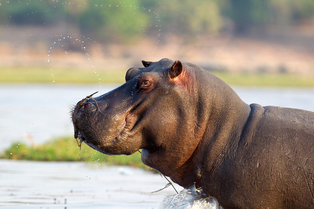 Hippopotamus (Hippopotamus amphibius), in the Chobe River, Chobe National Park, Botswana.