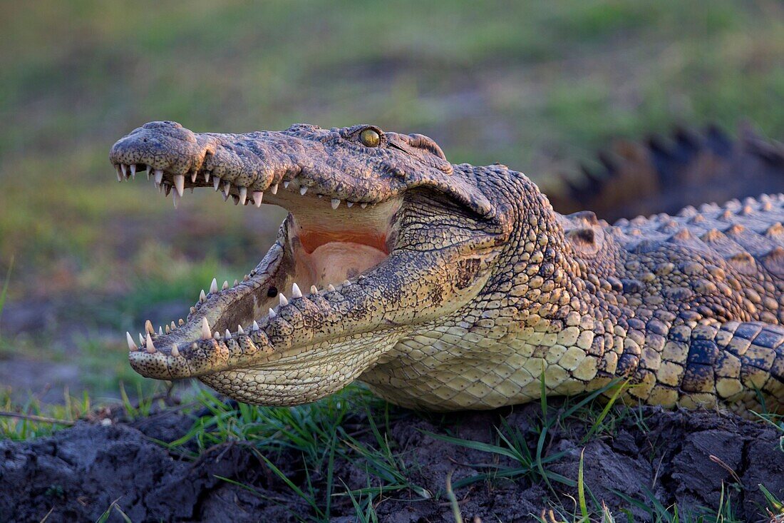 Nile Crocodile (Crocodylus niloticus), Chobe River, Chobe National Park, Botswana.