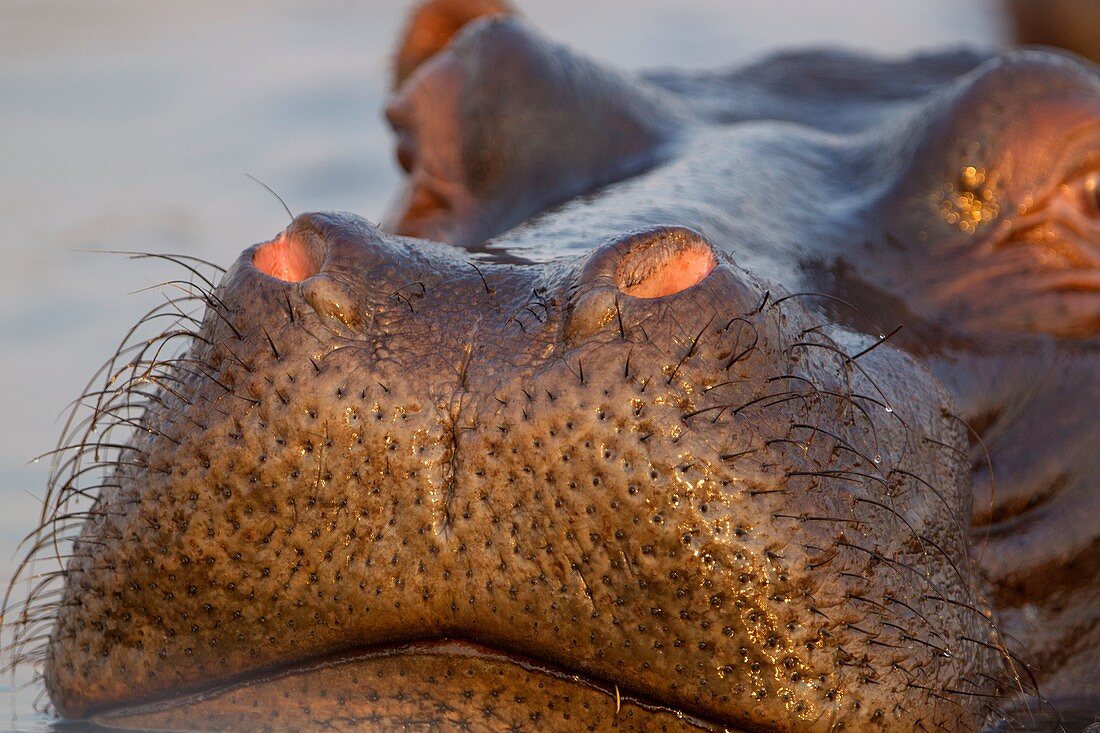 Hippopotamus (Hippopotamus amphibius), in the river, Chobe National Park, Botswana.