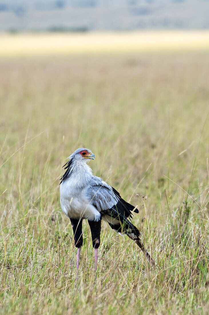 Secretary bird (Sagittarius serpentarius) standing in tall grass, Maasai Mara National Reserve, Rift Valley, Kenya, Africa.