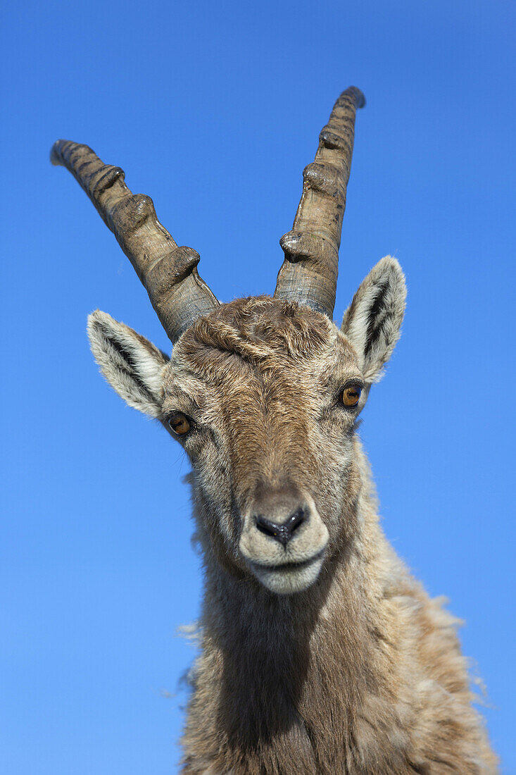 portrait of a young male Alpine Ibex (Capra ibex), Niederhorn, Switzerland.