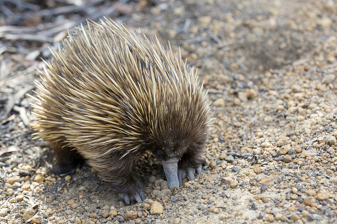 Short-beaked Echidna (Tachyglossus aculeatus), Kangaroo Island, South Australia, Australia.