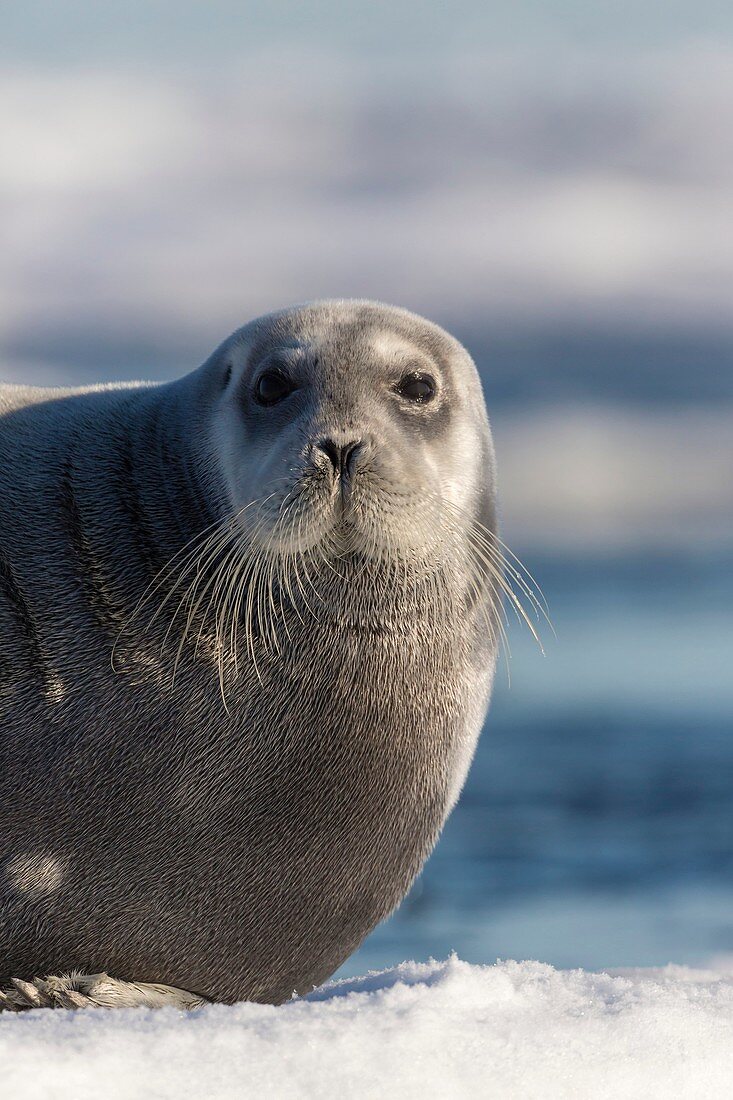 Bearded Seal (Erignathus barbatus) lying on ice floe, Hinlopenstretet, Spitsbergen, Svalbard.