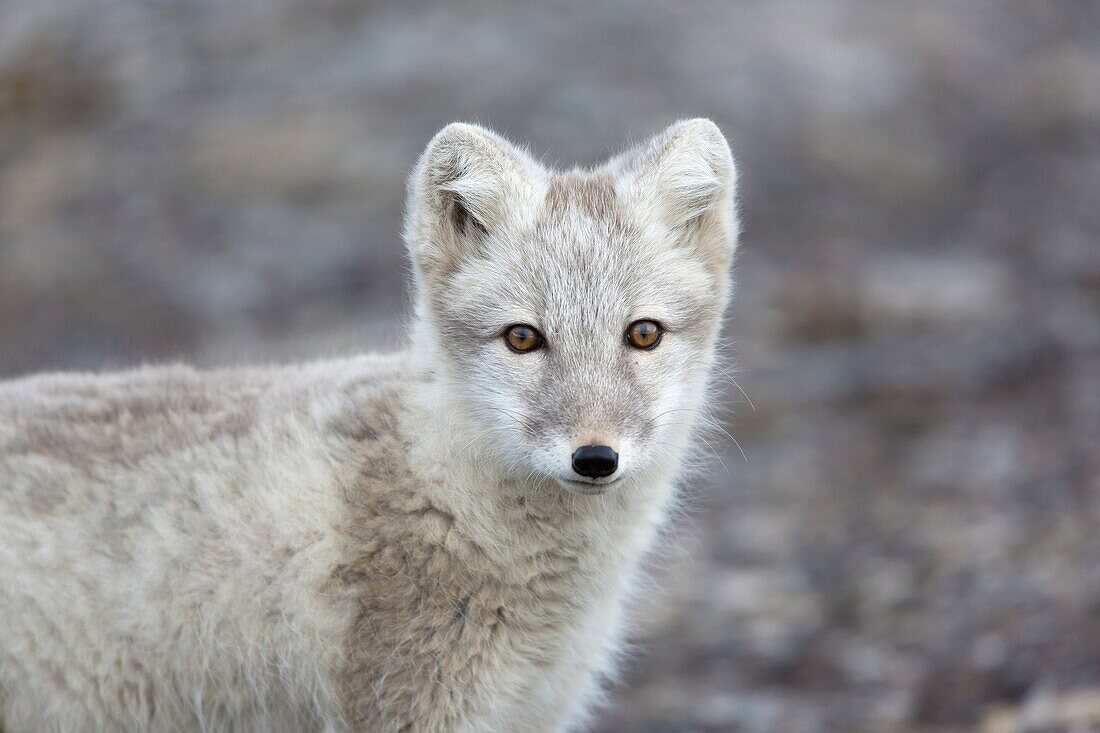 Arctic Fox (Alopex lagopus), Boltodden, Spitsbergen, Svalbard.