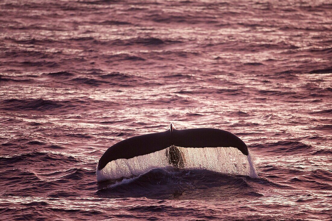 Humpback Whale (Megaptera novaeangliae) with tail fluke raised for diving in the light of the midnight sun, Erik Eriksenstretet, Svalbard.