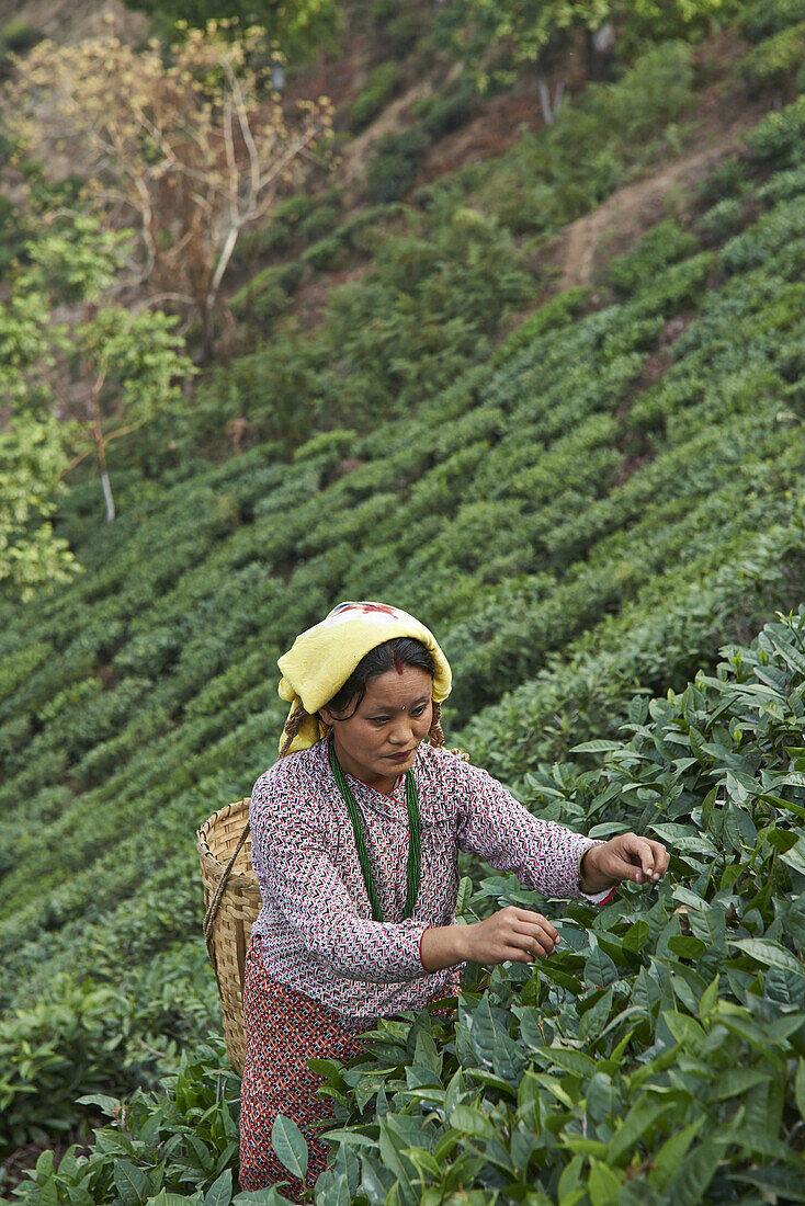 A female labor worker harvesting tea leaves in the tea plantation of the Glenburn Tea Estates in Darjeeling, first established in 1859.