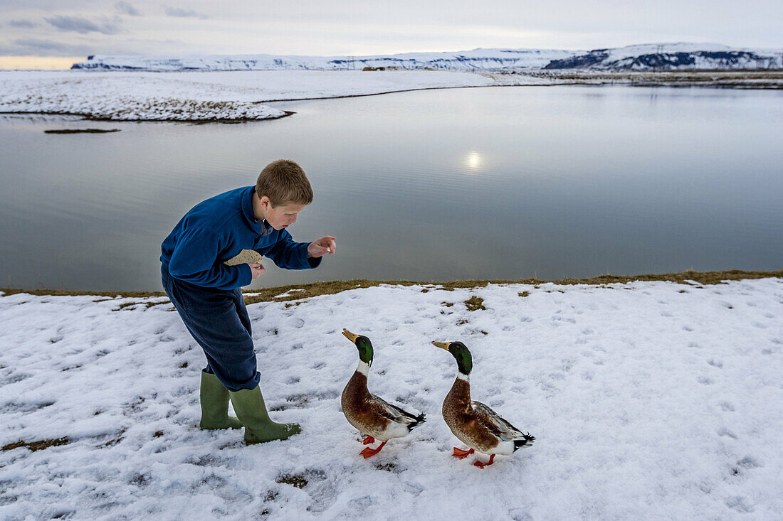 Boy Feeding Ducks near Vík í Mýrdal, Iceland.