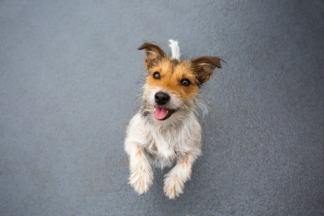 Jack Russell Terrier anticipating a treat.