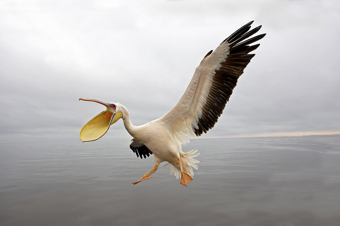 Great White Pelican, pelecanus onocrotalus, Adult in Flight, Namibia.