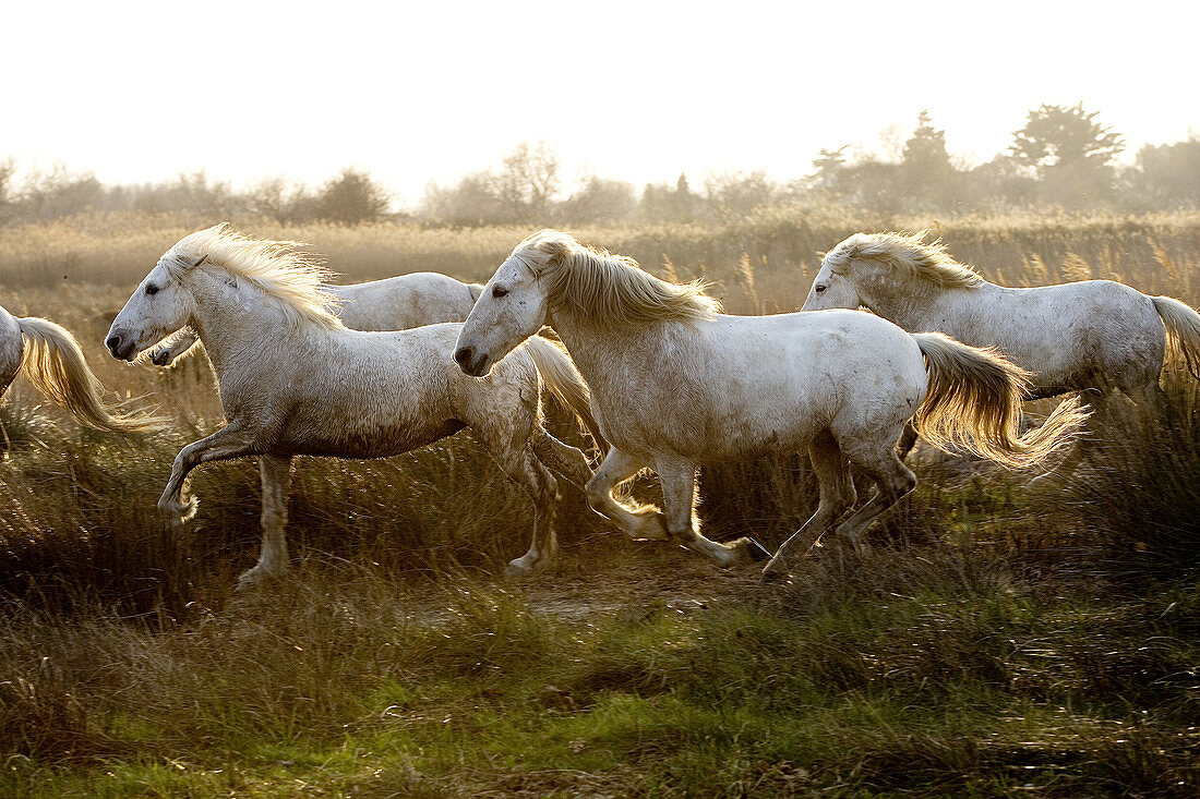 Camargue Horses, Herd Galloping, Saintes Marie de la Mer in the South of France.