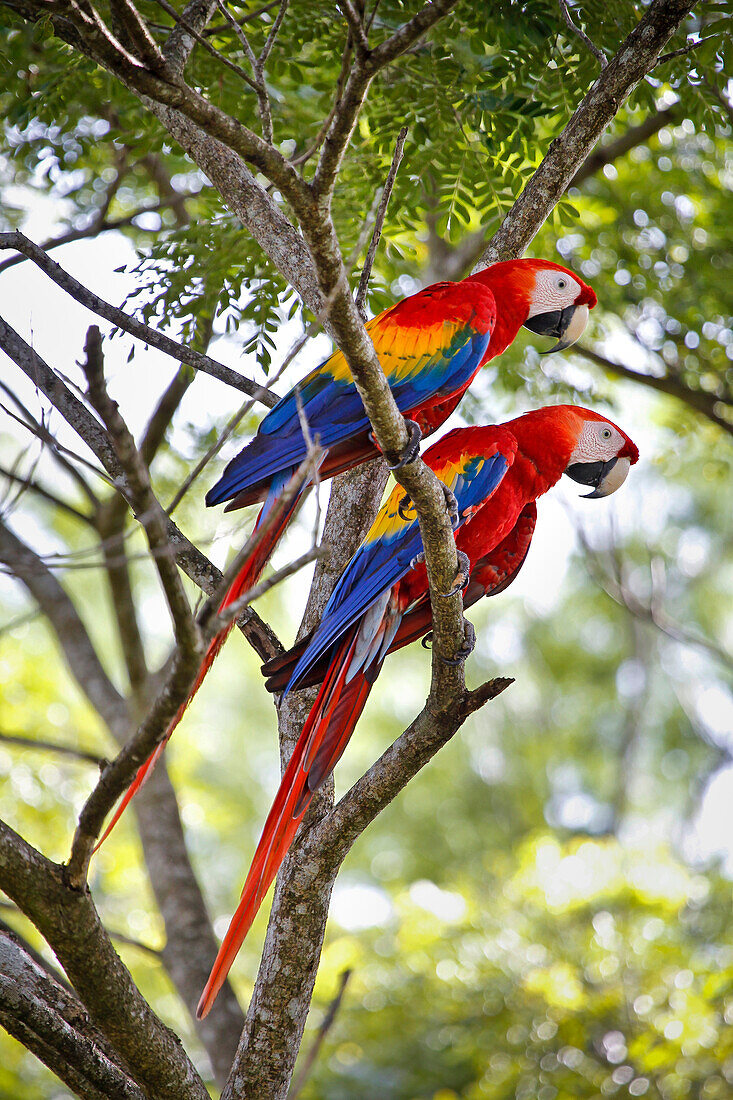 Couple macao macaw (Ara Macao) called 'Lapas Rojas' in Costa Rica, in the wild in a tree near the river Tárcoles. Rio Tarcoles, Costa Rica, Central America, America.