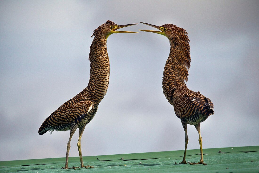 Couple of young herons tigers. Bare-throated tiger heron. Tortuguero, Costa Rica, Central America.