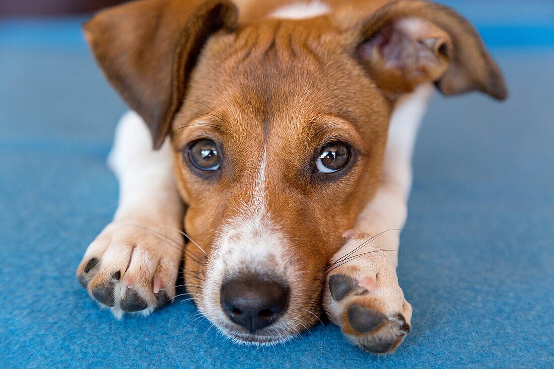 Mixed breed puppy laying her head between her paws.