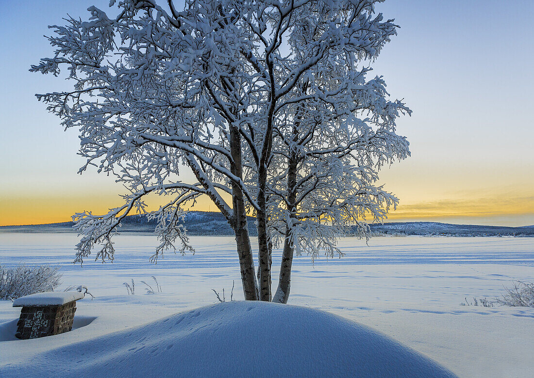 Snow covered trees in extreme cold temperatures, Lapland, Sweden.