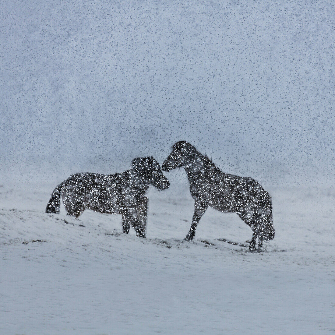 Icelandic Horses in a snowstorm, Iceland.
