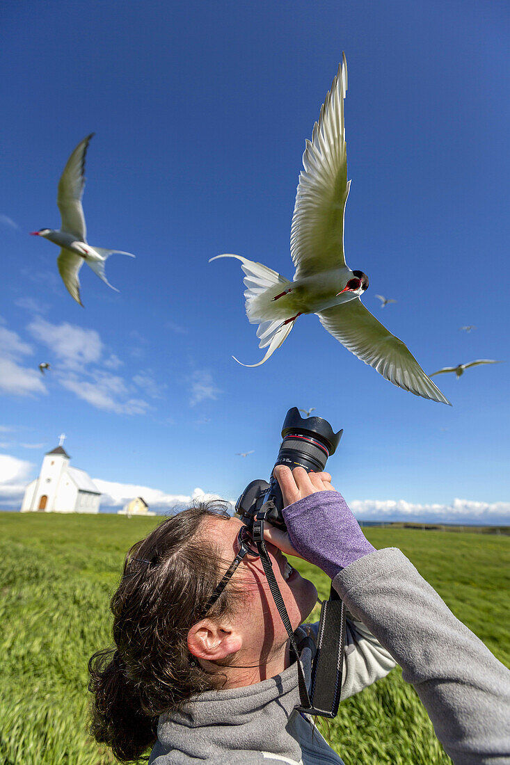 Photographing Arctic Terns (Sterna paradisaea), Flatey Island, Breidafjordur, Iceland.