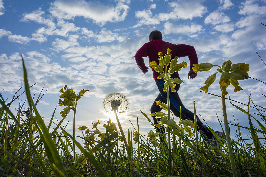 Man running through Wildflower meadow at sunrise in Cowpen Bewley Woodland Park, Billingham, England, United Kingdom.