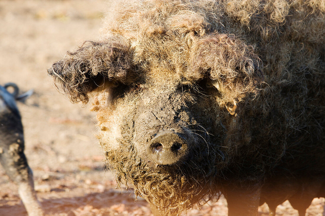 Mangalitza pig, Hotel and Restaurant Jagawirt, reinischkogel, Stainz, Schilcher vine route