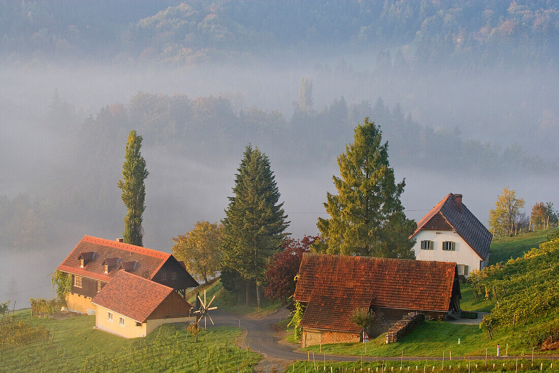 Vineyards and farm houses, morning mist, near Leutschach, south styrian vine route