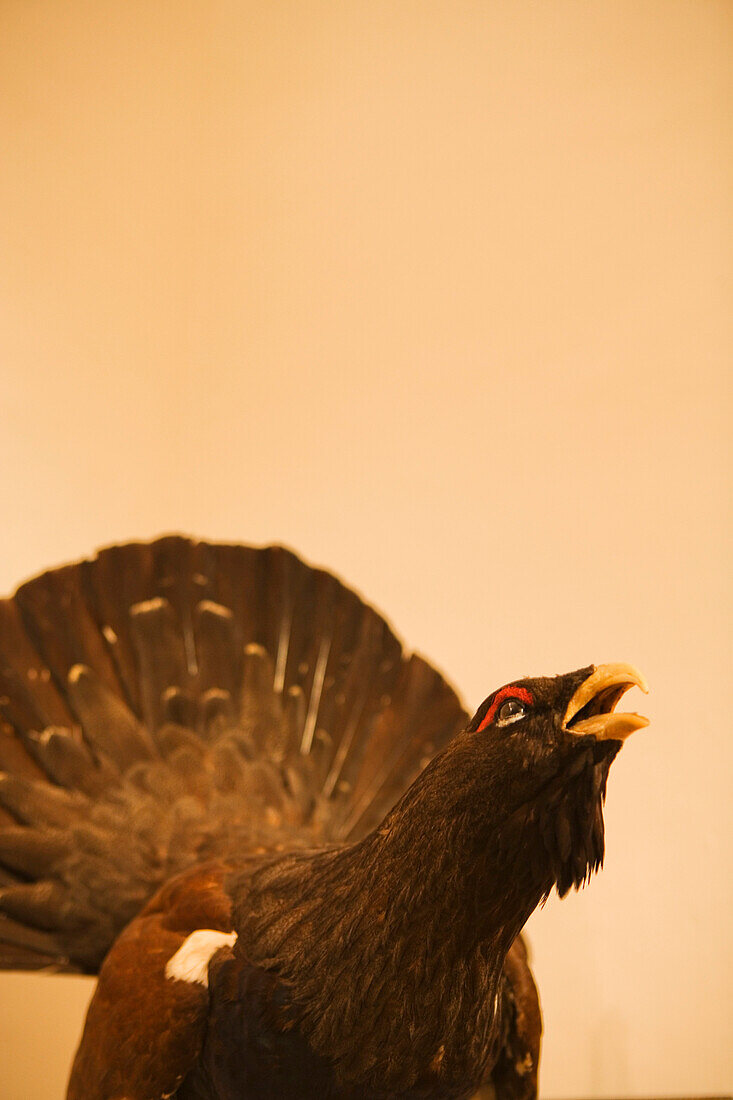 Mountain cock, Hunting museum of chateau Stainz, Schilcher vine route