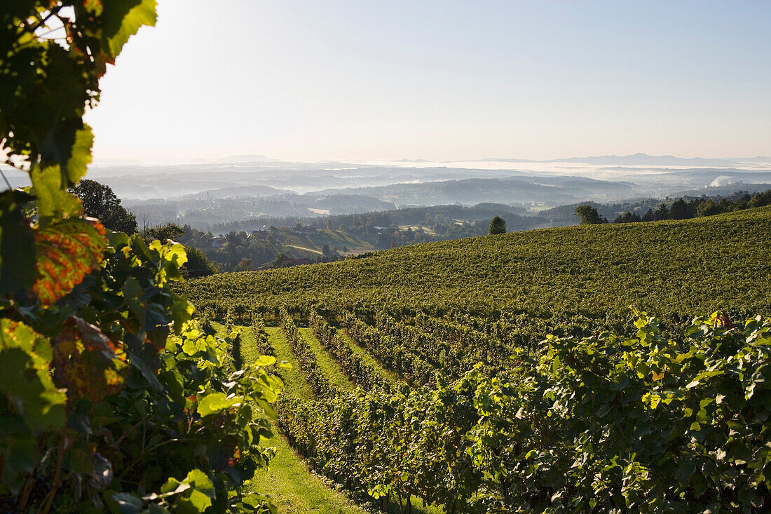 Vineyards, Schilcher wine route, Stainz