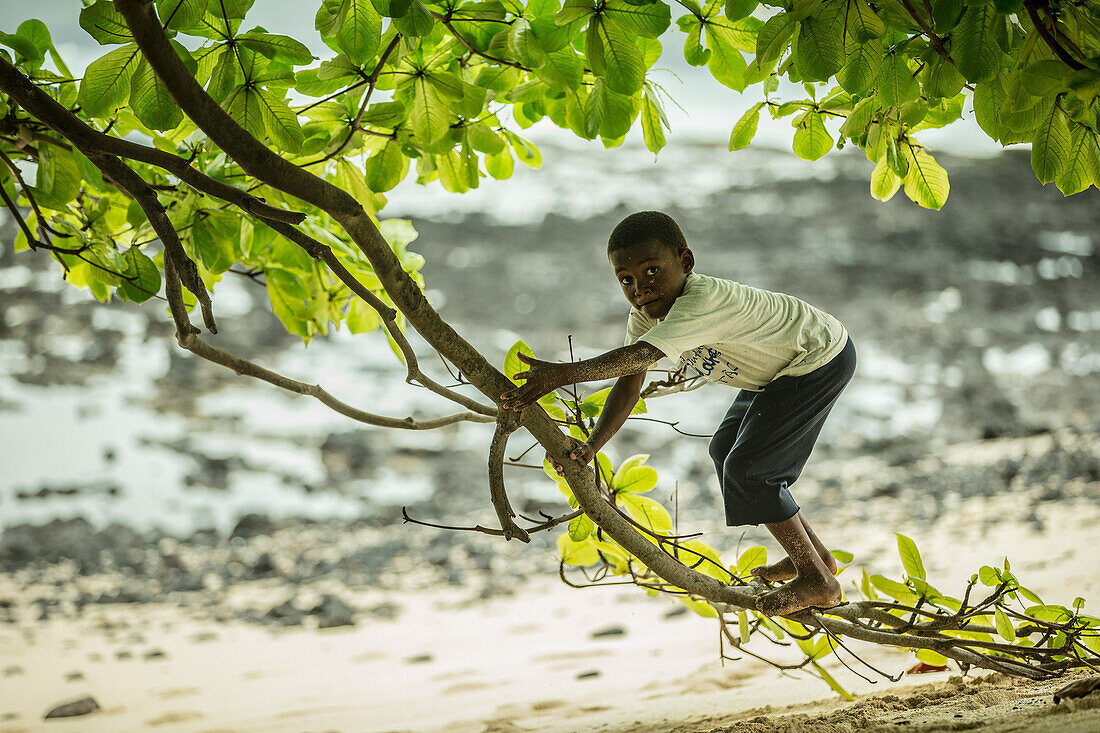 Little native boy climbing on a branch of a tree, Sao Tome, Sao Tome and Principe, Africa