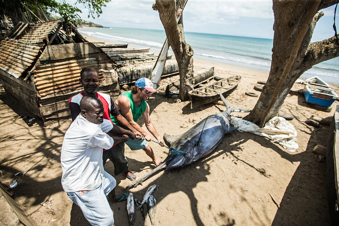 Young man helping native fishermen to pull a big fish onto the beach, Sao Tome, Sao Tome and Principe, Africa