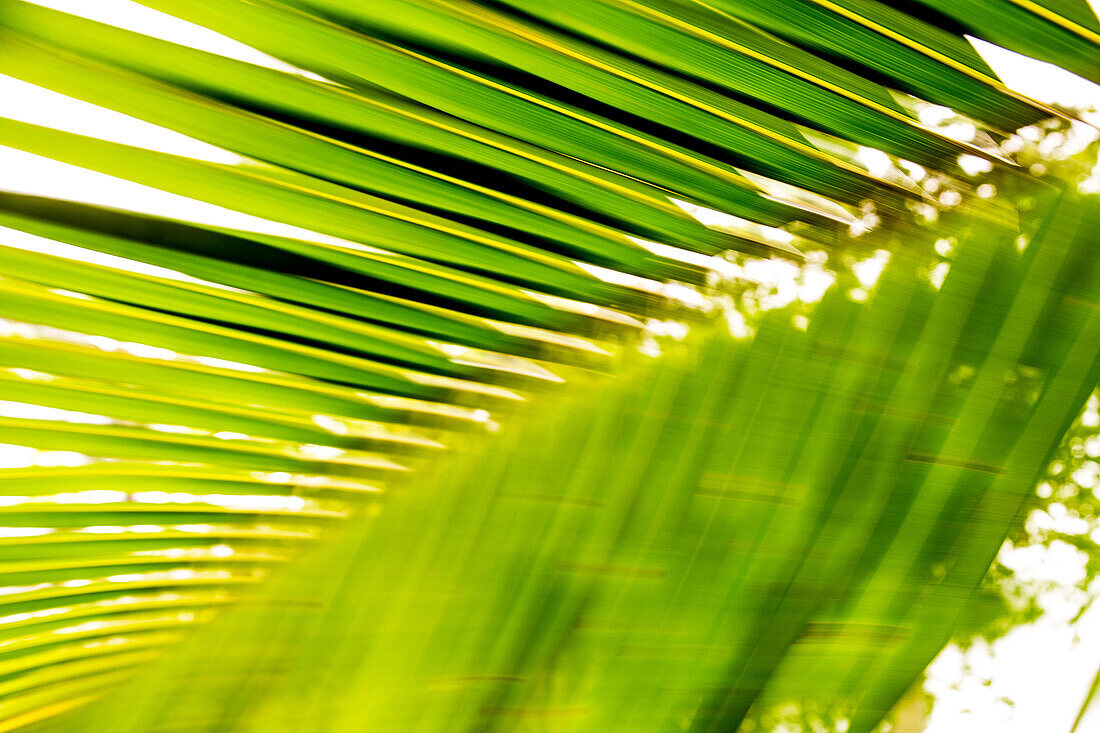 Palm leaves, Sao Tome, Sao Tome and Principe, Africa