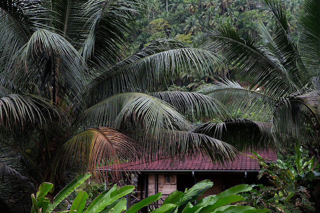 Simple house in the middle of a thick vegetated jungle, Sao Tome, Sao Tome and Principe, Africa