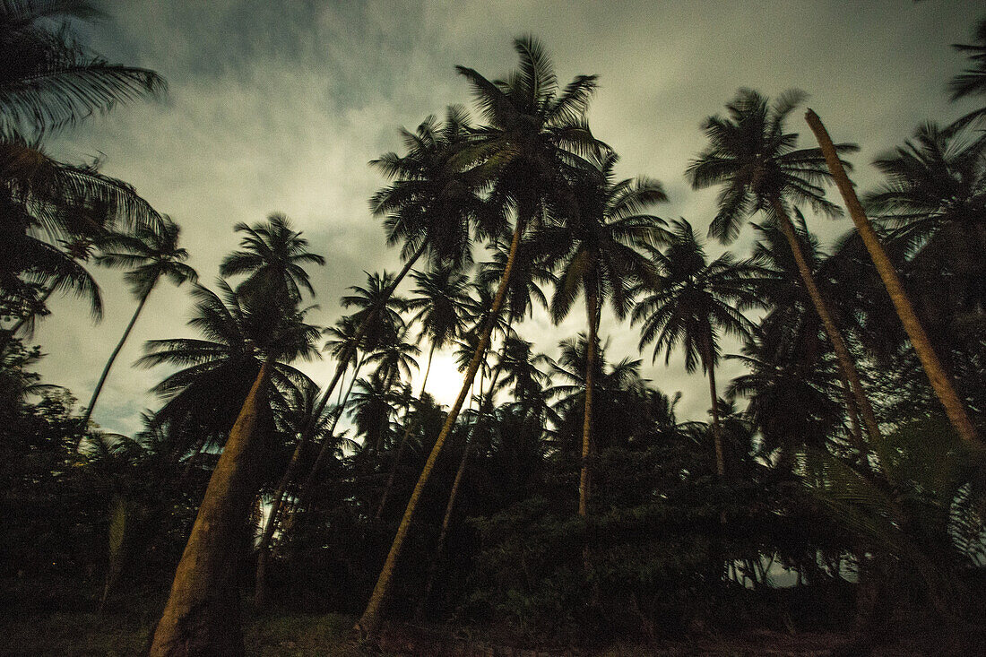 Palms trees on the beach, Sao Tome, Sao Tome and Principe, Africa