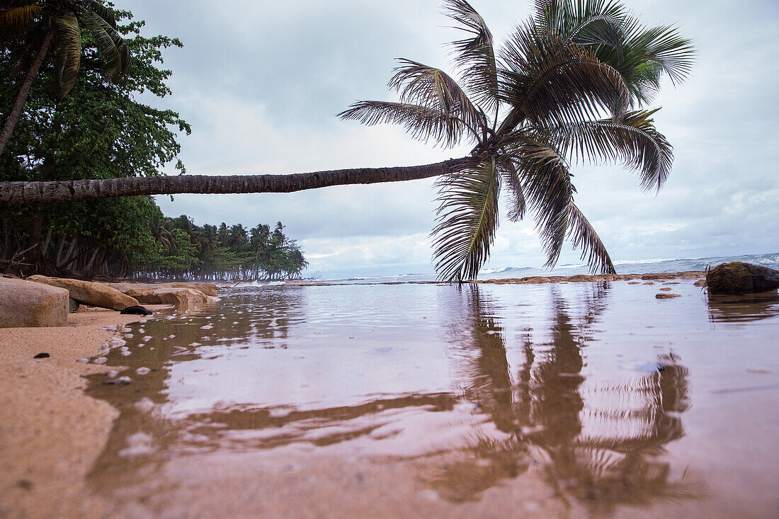 Palm tree hanging over the water, Sao Tome, Sao Tome and Principe, Africa