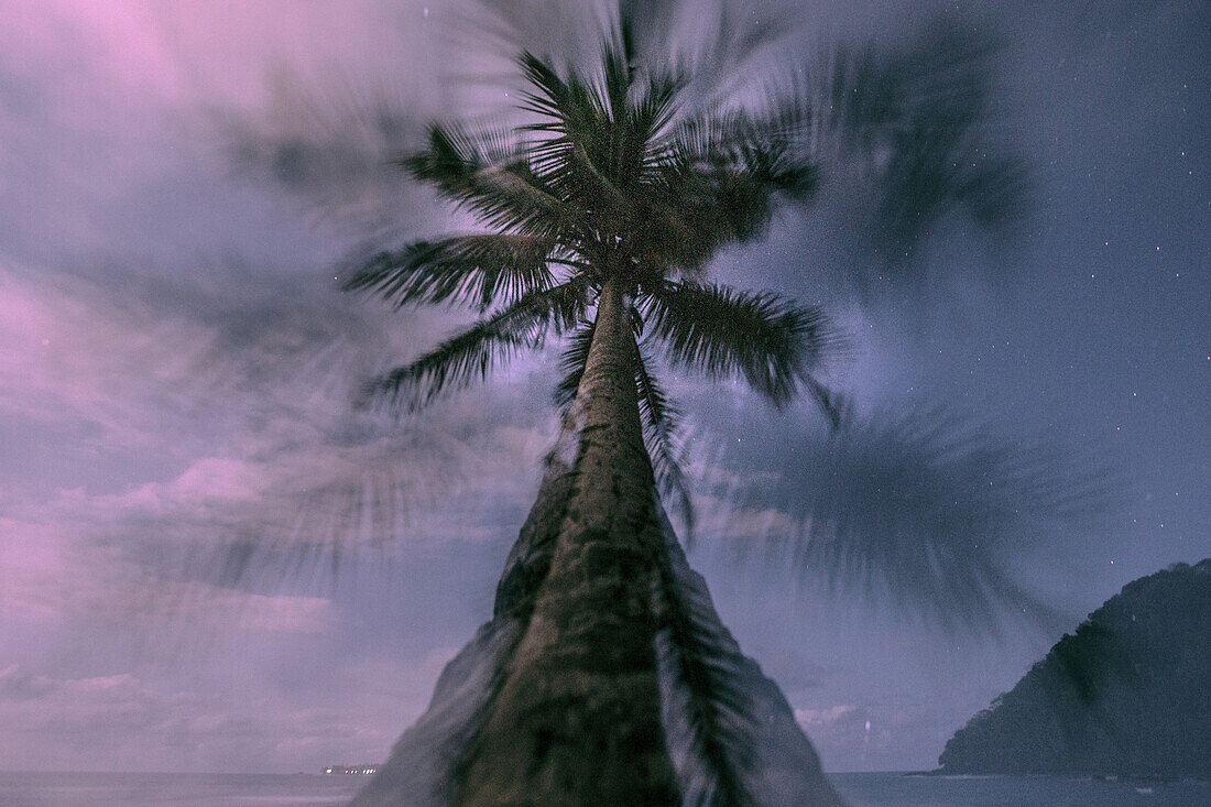 Palm tree by the sea by night, Sao Tome, Sao Tome and Principe, Africa