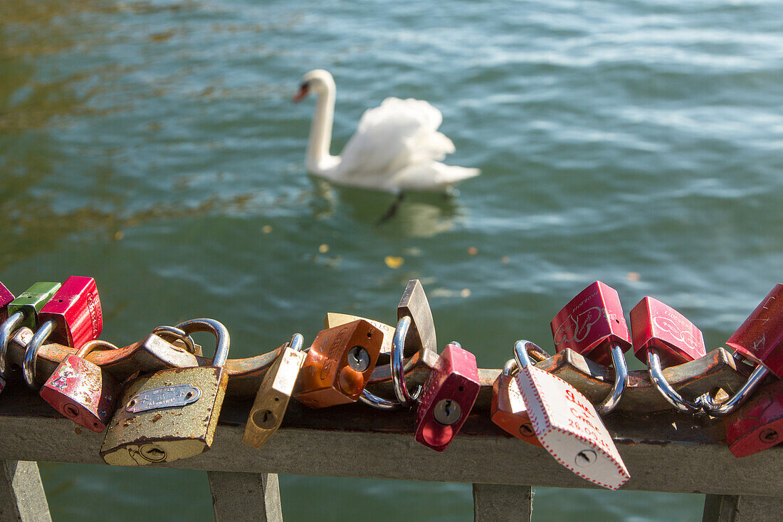 Lovelocks, Swan, water, padlocks on railing, fence, Maschsee Lake, Hannover, Lower Saxony, Germany