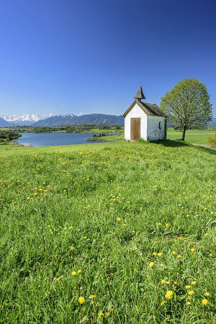 Meadow with flowers with chapel in front of lake Riegsee and Wetterstein range with Zugspitze, Aidlinger Hoehe, Aidling, Upper Bavaria, Bavaria, Germany