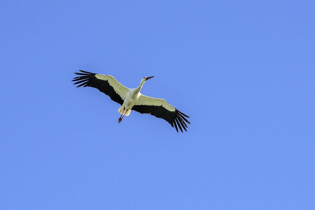 White stork flying, Ciconia ciconia, Upper Bavaria, Bavaria, Germany