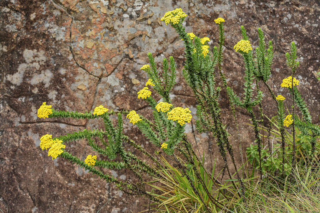 Yellow blossoms of Athanasia in front of rock face, Monks Cowl, Mdedelelo Wilderness Area, Drakensberg, uKhahlamba-Drakensberg Park, UNESCO World Heritage Site Maloti-Drakensberg-Park, KwaZulu-Natal, South Africa
