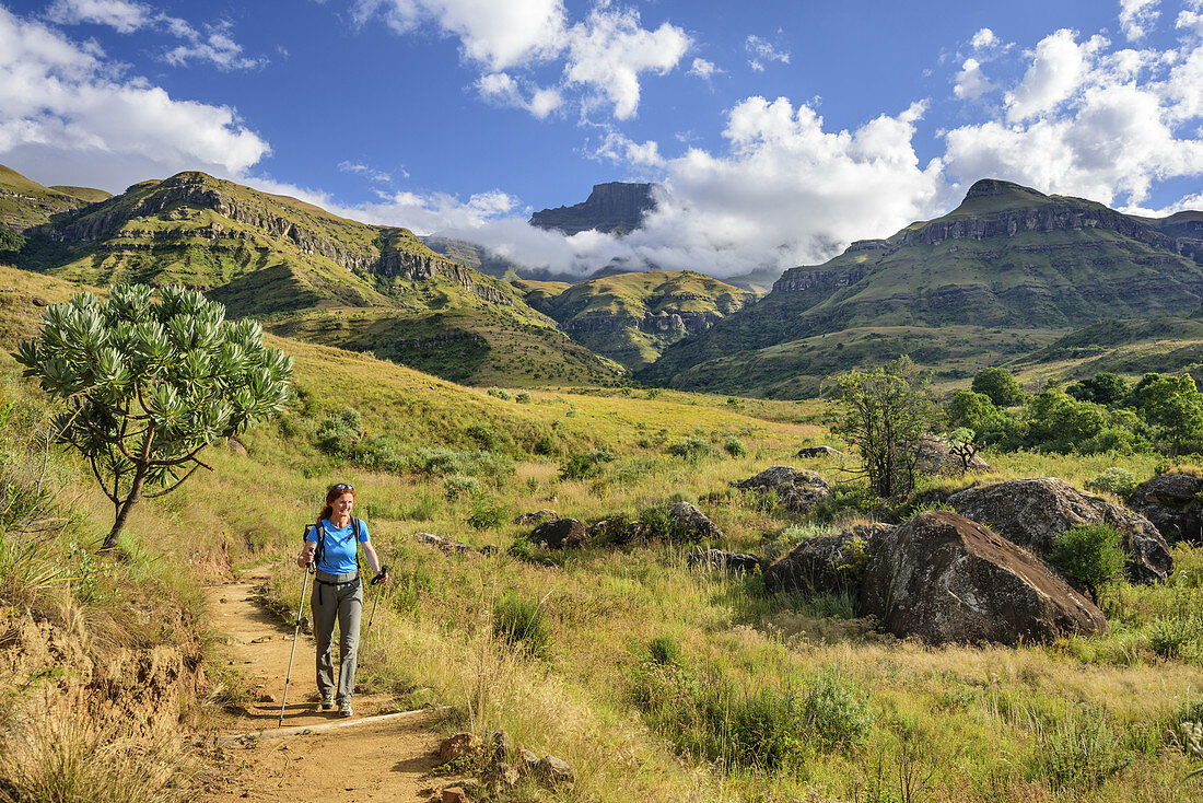Frau beim Wandern steigt durch Sterkspruit-Tal ab, Monks Cowl, Mdedelelo Wilderness Area, Drakensberge, uKhahlamba-Drakensberg Park, UNESCO Welterbe Maloti-Drakensberg-Park, KwaZulu-Natal, Südafrika