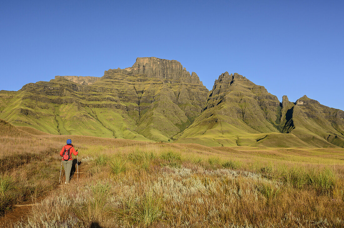 Frau beim Wandern geht auf Champagne Castle, Cathkin Peak und Sterkhorn zu, Contour Path, Monks Cowl, Mdedelelo Wilderness Area, Drakensberge, uKhahlamba-Drakensberg Park, UNESCO Welterbe Maloti-Drakensberg-Park, KwaZulu-Natal, Südafrika