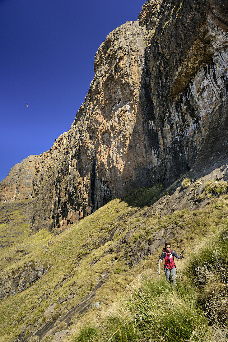 Frau beim Wandern steigt unter Felswand des Champagne Castle zum Grays Pass, Grays Pass, Monks Cowl, Mdedelelo Wilderness Area, Drakensberge, uKhahlamba-Drakensberg Park, UNESCO Welterbe Maloti-Drakensberg-Park, KwaZulu-Natal, Südafrika