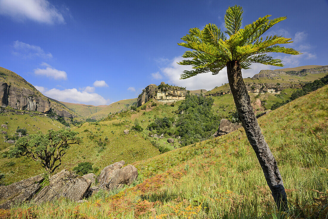 Tree fern, Doreen Falls, Cathedral Peak, Mlambonja Wilderness Area, Drakensberg, uKhahlamba-Drakensberg Park, UNESCO World Heritage Site Maloti-Drakensberg-Park, KwaZulu-Natal, South Africa