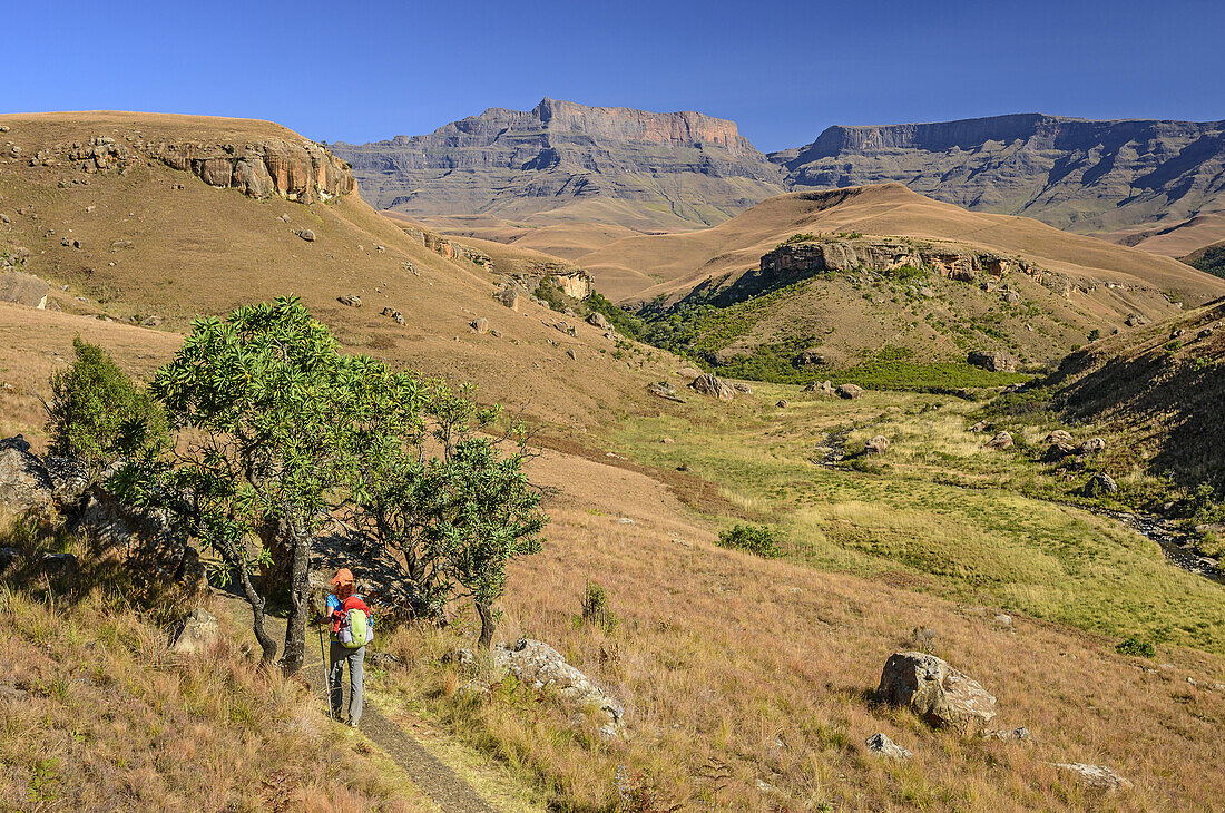 Frau beim Wandern mit Bushman's River, Giant's Castle und Longwall im Hintergrund, Giant's Castle, Drakensberge, uKhahlamba-Drakensberg Park, UNESCO Welterbe Maloti-Drakensberg-Park, KwaZulu-Natal, Südafrika