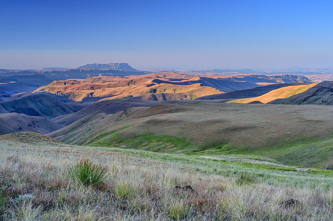 Evening light at grassland of Little Berg, iNtabamhlophe im background, Giant's Castle, Drakensberg, uKhahlamba-Drakensberg Park, UNESCO World Heritage Site Maloti-Drakensberg-Park, KwaZulu-Natal, South Africa