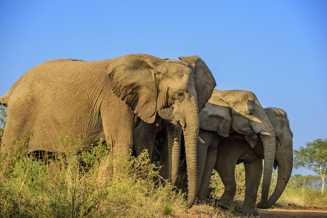 Elefantengruppe, Natal Lion Park, Pietermaritzburg, KwaZulu-Natal, Südafrika