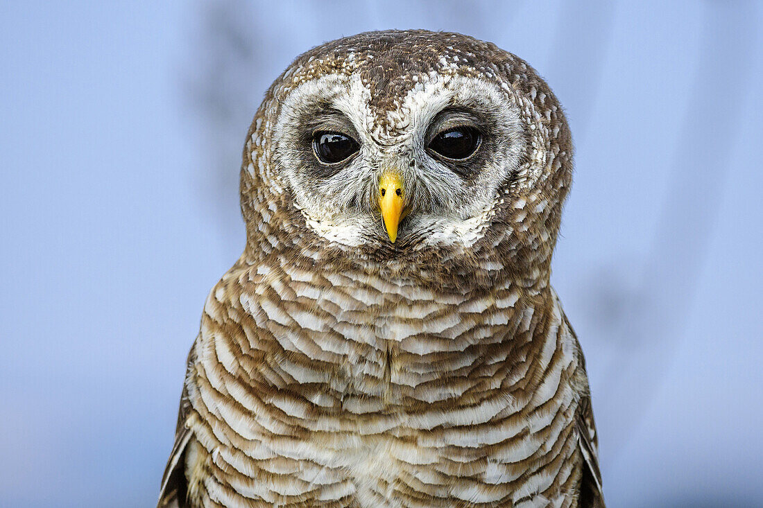 Pearl spotted Owl, Glaucidium perlatum, Birds of Prey Sanctuary, Pietermaritzburg, KwaZulu-Natal, South Africa
