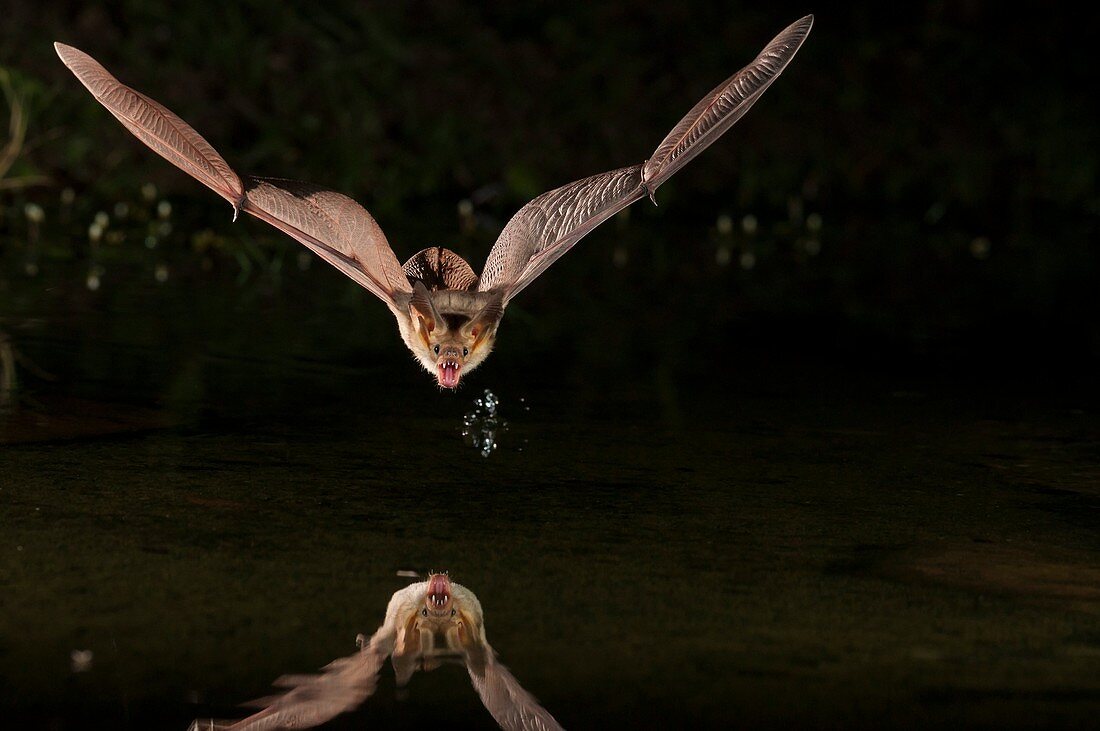 'Pallid bat, Antrozous pallidus, Green Valley, Arizona, USA; found from western Canada to central Mexico.'