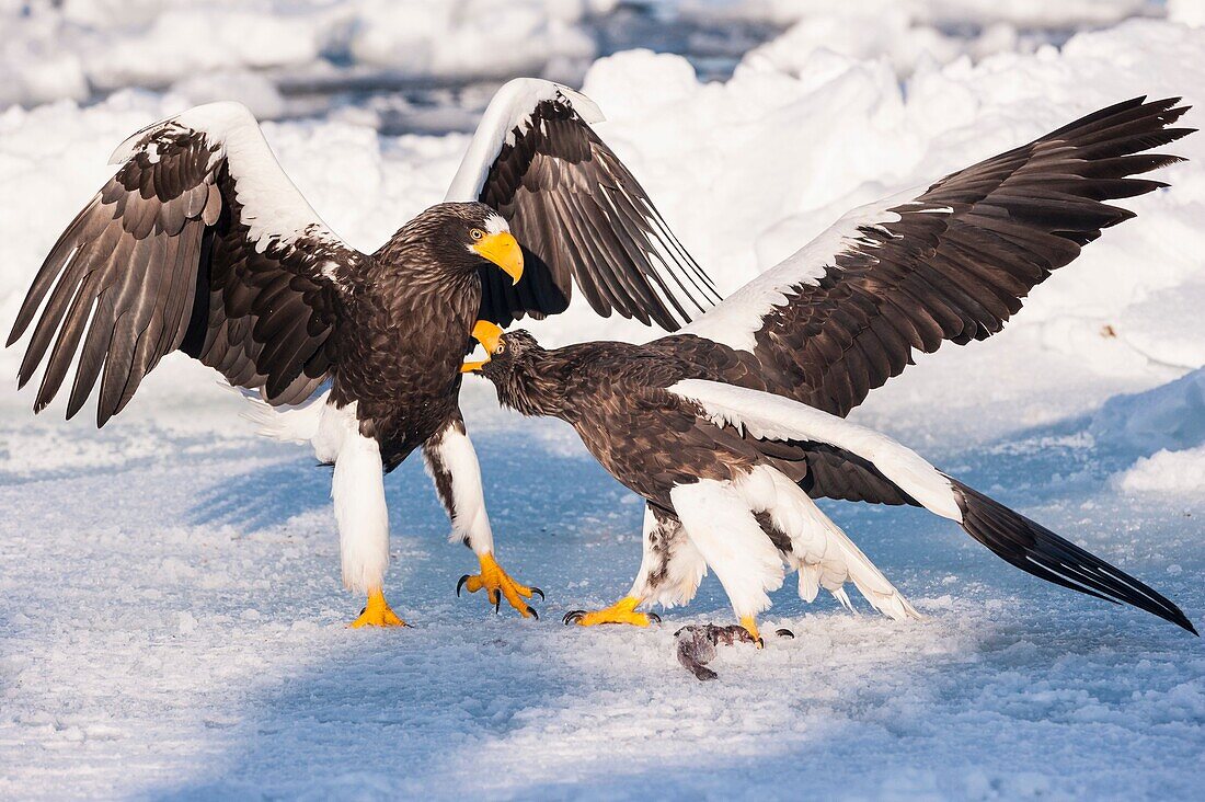 Steller´s Sea Eagle, Haliaeetus pelagicus, fighting on the ice, Rausu, offshore Hokkaido, Sea of Okhotsk, Japan.