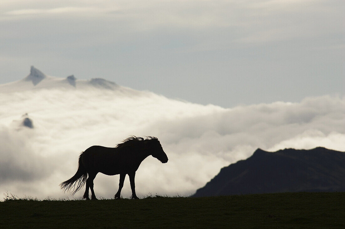 Icelandic Horse Silhouette - Iceland.