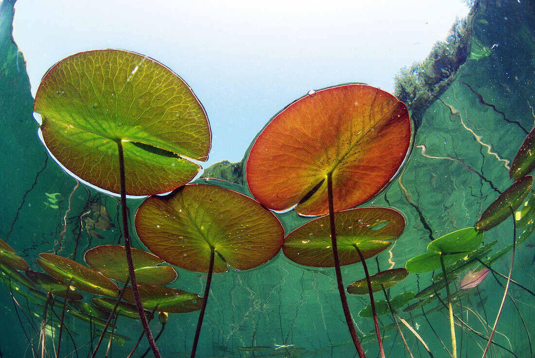 European water lily´s underwater view in a lake of France. Nymphaea alba.